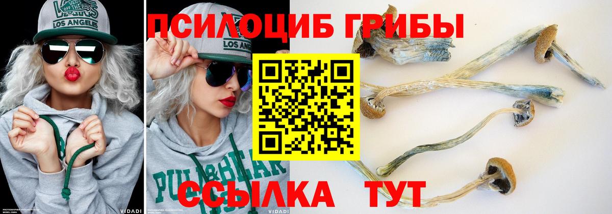 Псилоцибиновые грибы мицелий Богданович